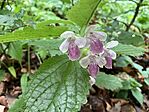 IMG_9882(1)