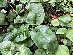 IMG_9892(1)