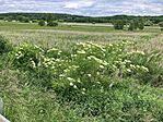 IMG_9993(1)