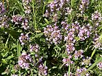 IMG_0110(1)