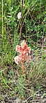 IMG_20250511_120845556