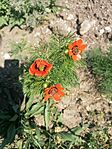 IMG_20250501_115521