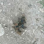 IMG-20250501-WA0050