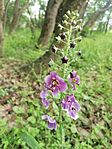 IMG_20250511_095602