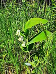 IMG_20250501_104030