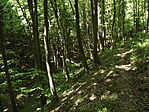 Töröcskei-tó és parkerdő-2