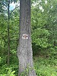 IMG_0374
