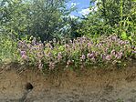 IMG_0725