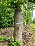 IMG_0525