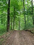 IMG_0532