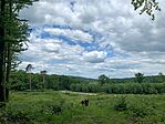 IMG_0545
