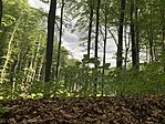 IMG_0550