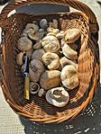 ízletes csiperke (Agaricus bitorquis)