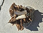homoki papsapkagomba (Helvella monachella)