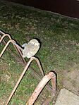 IMG_7085
