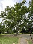 IMG_5433