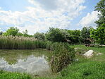 IMG_7356