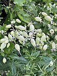IMG_8938