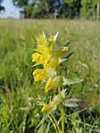 Nagyvirágú kakascímer (Rhinanthus angustifolius)