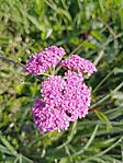 Közönséges cickafark (Achillea millefolium)