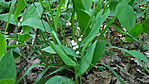 DSC02960