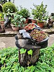 IMG_20250506_105230
