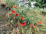 IMG_20250506_121838