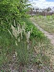 IMG_20250516_135805