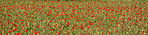 1Q2A0770pp