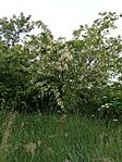 IMG_20250522_072320