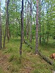 IMG_20250517_134252