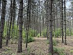 IMG_9074