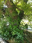 IMG_20250601_104252