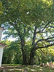 IMG_20250601_094016500