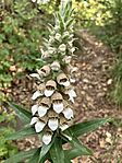 IMG_0513(1)