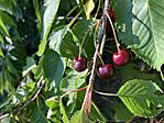 IMG_0520(1)