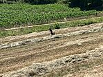 IMG_0687(1)