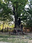 IMG_0729(1)
