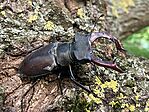 IMG_0734(1)