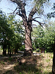rozsafa