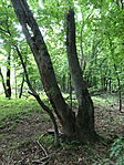 DSC03323