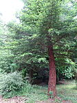 DSC03377