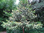 DSC03384