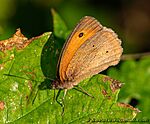 Lepke