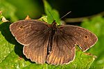 Lepke