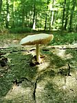 IMG_20250627_142919