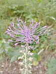 Üstökös gyöngyike (Muscari comosum) a fa mellett