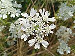 Nagyvirágú laputurbolya (Orlaya grandiflora)
