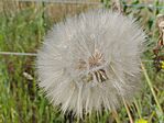 Közönséges bakszakáll (Tragopogon orientalis)