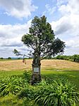 IMG_20250609_135146